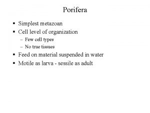 Porifera Simplest metazoan Cell level of organization Few