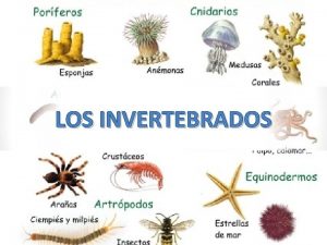 LOS INVERTEBRADOS Qu piensas sobre los animales 1