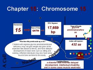 Chapter 15 Chromosome 15 DNA Sequence Chromosome 15