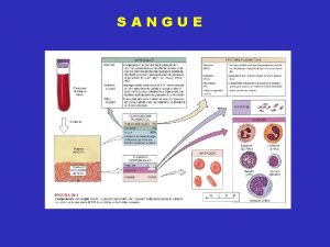 SANGUE TESSUTI CONNETTIVI A MATRICE LIQUIDA Nell ambito