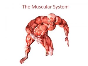 The Muscular System Functions of the Muscular System