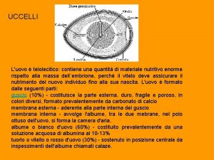 UCCELLI Luovo telolecitico contiene una quantit di materiale