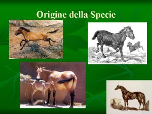 Origine della Specie EQUINI MONOGASTRICI ORDINE Ungulati SOTTORDINE