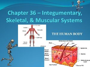Chapter 36 Integumentary Skeletal Muscular Systems THE HUMAN