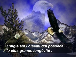 Laigle est loiseau qui possde la plus grande