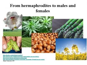 From hermaphrodites to males and females https pixabay