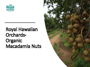 Royal Hawaiian Orchards Organic Macadamia Nuts Royal Hawaiian