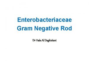 Enterobacteriaceae Gram Negative Rod Dr Hala Al Daghistani