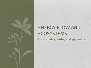 ENERGY FLOW AND ECOSYSTEMS Food chains webs and