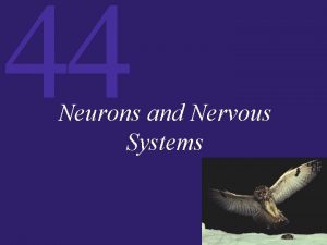 44 Neurons and Nervous Systems 44 Neurons and