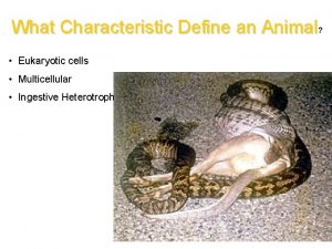 What Characteristic Define an Animal Eukaryotic cells Multicellular