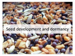 Seed development and dormancy Seed A fertilized ovule
