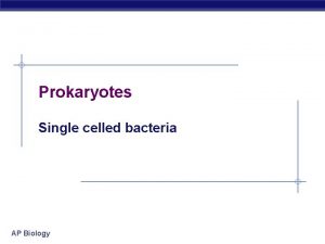 Prokaryotes Single celled bacteria AP Biology 3 Domain