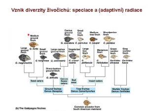 Vznik diverzity ivoich speciace a adaptivn radiace Speciace