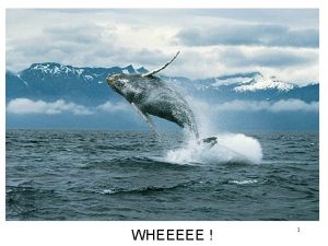 WHEEEEE 1 Whales are mammals just like you