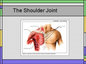 The Shoulder Joint Muscles of the Shoulder Joint