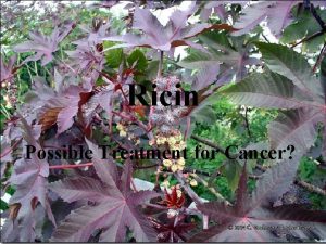 Ricin Possible Treatment for Cancer What is Ricin