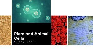 Plant and Animal Cells Presented by Kesler Science