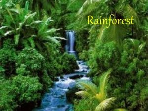Rainforest Rainforest is located near the equator In