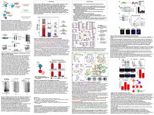 Optimal PBD Binding Motif Sp Sp TPX Elia