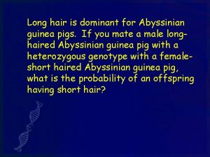 Long hair is dominant for Abyssinian guinea pigs