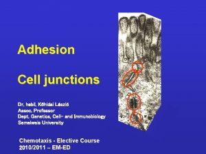 Adhesion Cell junctions Dr habil Khidai Lszl Assoc