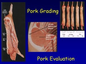 Pork Grading Pork Evaluation Sex Classes Eligible USDA