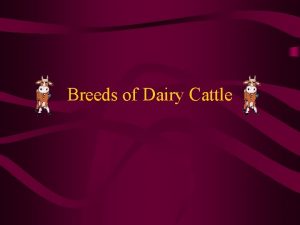 Breeds of Dairy Cattle Holstein History The Holstein