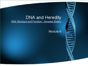DNA and Heredity DNA Structure and Function Amoeba