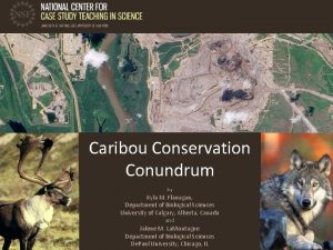 Caribou Conservation Conundrum by Kyla M Flanagan Department
