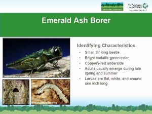 Emerald Ash Borer Commonly abbreviated EAB Identifying Characteristics