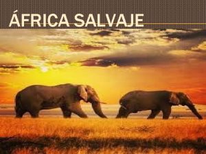 FRICA SALVAJE Tierra de naturaleza y fauna salvaje