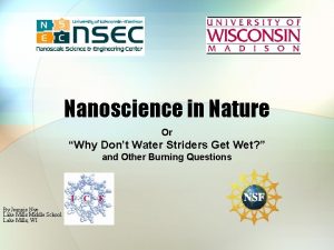 Nanoscience in Nature Or Why Dont Water Striders