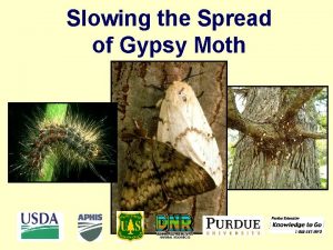 Slowing the Spread of Gypsy Moth Meeting Agenda