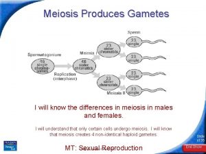 Meiosis Produces Gametes biology I will know the