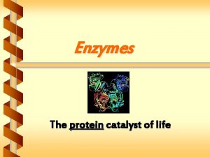 Enzymes The protein catalyst of life Enzymes The