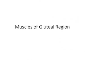 Muscles of Gluteal Region Lecture Objectives List the