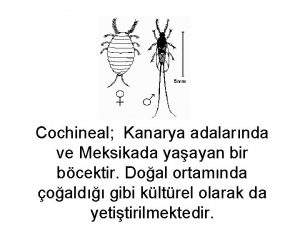 Cochineal Kanarya adalarnda ve Meksikada yaayan bir bcektir