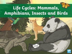 What Do You Know About mammals amphibians insects