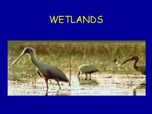 WETLANDS 2 Categories of Wetlands Coastal Wetlands occur