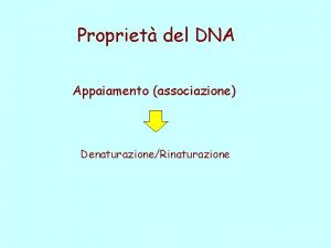 Propriet del DNA Appaiamento associazione DenaturazioneRinaturazione Spettro di