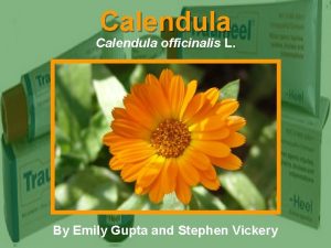 Calendula officinalis L By Emily Gupta and Stephen