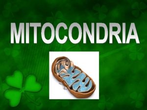Las mitocondrias son los orgnulos productores de energa