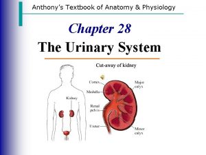 Anthonys Textbook of Anatomy Physiology Chapter 28 The