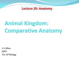 Lecture 20 Anatomy Animal Kingdom Comparative Anatomy A