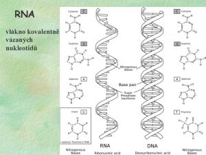 RNA vlkno kovalentn vzanch nukleotid RNA je chemicky