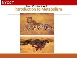 NYCCTT Bio 1101 Lecture 7 Introduction to Metabolism