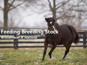 Feeding Breeding Stock Broodmares Stallions Lecture Menu The