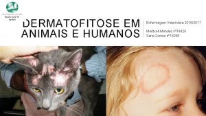 DERMATOFITOSE EM ANIMAIS E HUMANOS Enfermagem Veterinria 20162017