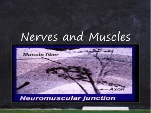 Nerves and Muscles Motor Neuron transmits impulses from